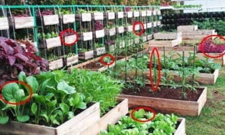 Best Crops For Your Survival Garden