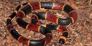 How To Identify The Venomous Snakes On Your Property - Self Sufficient ...