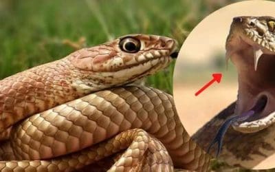 How To Identify The Venomous Snakes On Your Property