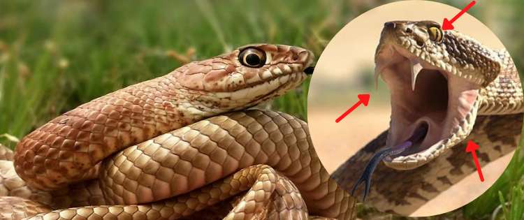How To Identify The Venomous Snakes On Your Property