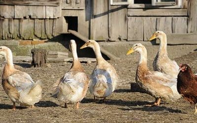 Why You Should Raise Ducks Instead Of Chickens