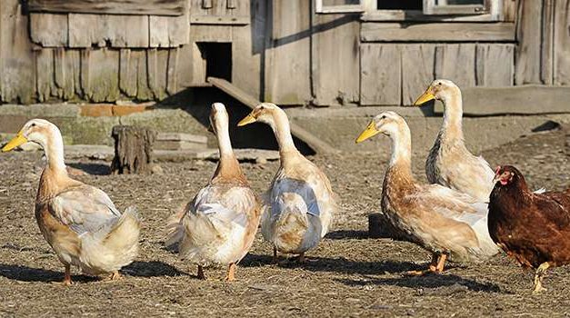 Why You Should Raise Ducks Instead Of Chickens