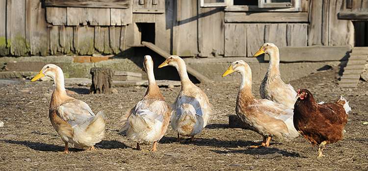 Why You Should Raise Ducks Instead Of Chickens
