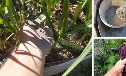 What Happens If You Ash Your Garden