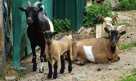 7 Domestic Animals That Are Too Easy To Raise - Self Sufficient Projects