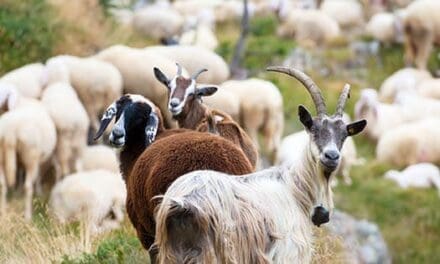 Goats Or Sheep?