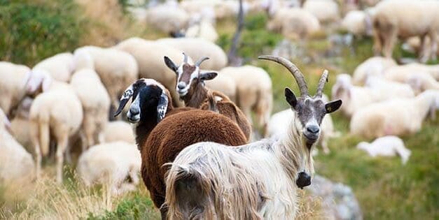 Goats Or Sheep?