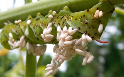 How To Get Rid Of Tomato Hornworms Before They Destroy Your Tomato Plants