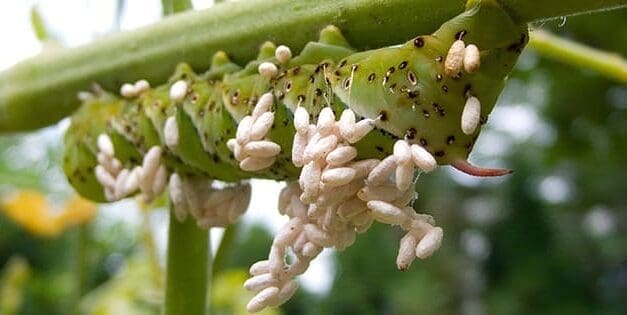 How To Get Rid Of Tomato Hornworms Before They Destroy Your Tomato Plants