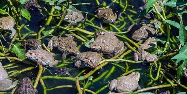 How To Attract Toads and Frogs to Your Garden (And Why You Should Do It)