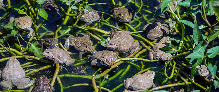 How To Attract Toads and Frogs to Your Garden (And Why You Should Do It)