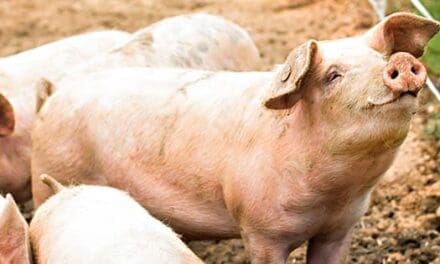 Pig