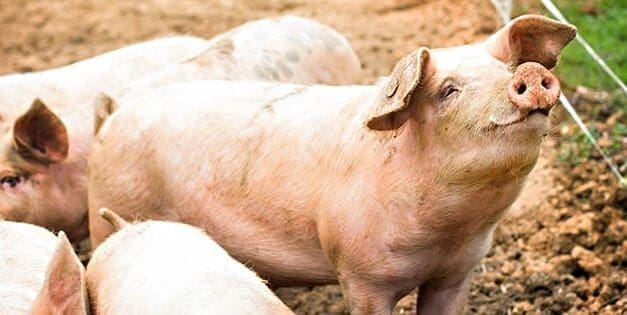Pig