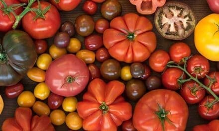 Tomato
