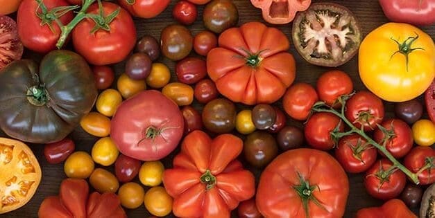 Tomato