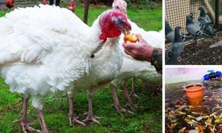 7 Domestic Animals That Are Too Easy To Raise