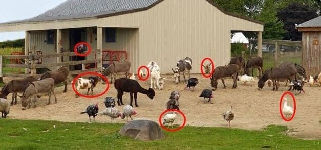 Livestock Animals You Should Start Raising For The Upcoming Economic Crisis