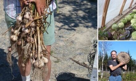 Vegetable Independence – 100%  Self-Reliant Vegetable Production