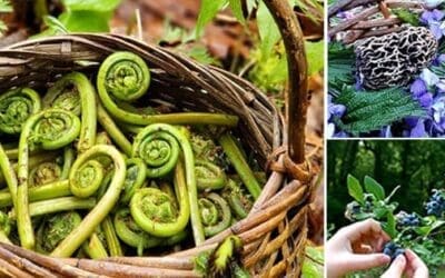 Wild Edibles You Should Forage This Fall