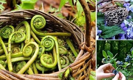 Wild Edibles You Should Forage This Fall