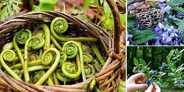Wild Edibles You Should Forage This Fall