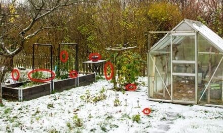 10 Vegetables To Plant In Fall For Winter Harvest