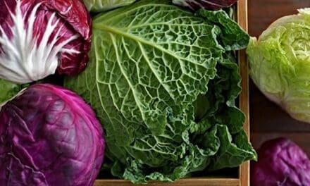 Cabbage
