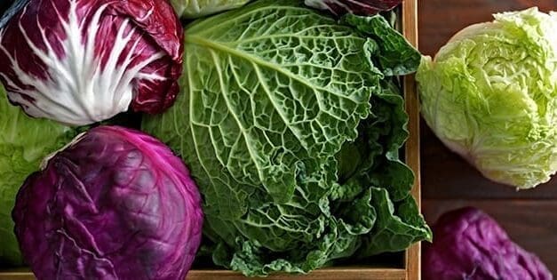 Cabbage