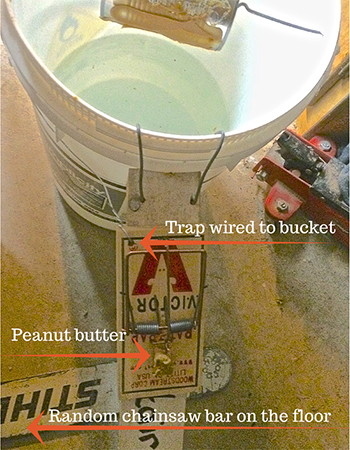 Cheap and Easy DIY Rat Trap