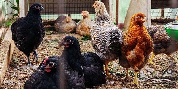 Chickens