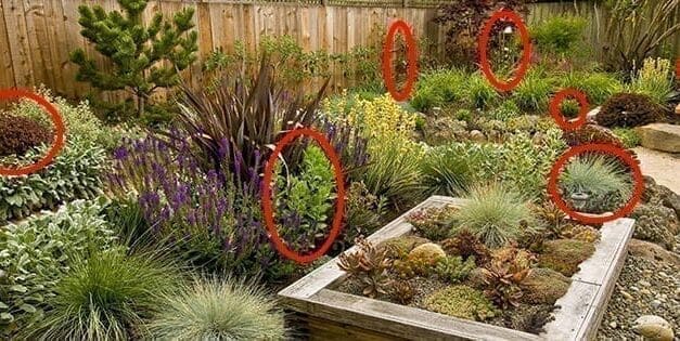 If You Have Pets, Get Rid Of These Plants Immediately!