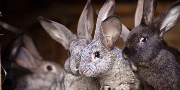 Rabbits