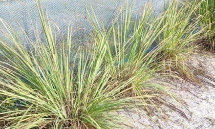 Do You Have This Plant In Your Backyard?