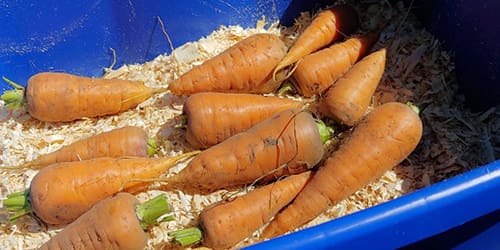 uses for sawdust - carrots in sawdust