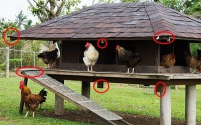 Chicken Secrets Nobody Told You About