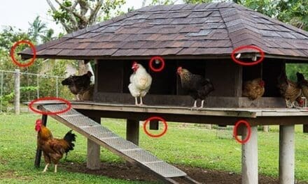 Chicken Secrets Nobody Told You About