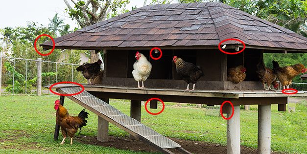 Chicken Secrets Nobody Told You About