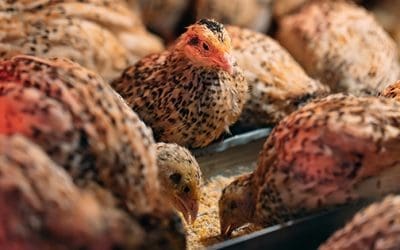 How To Raise Quail And Why You Should Do It