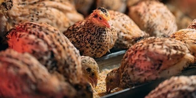 How To Raise Quail And Why You Should Do It