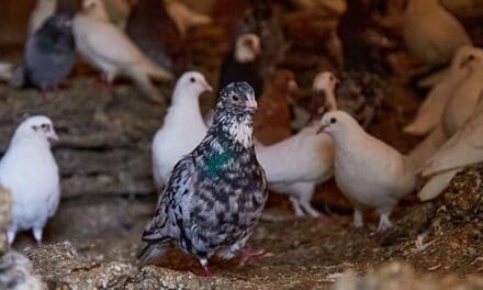 Pigeons