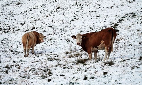 my day as a homesteader during winter