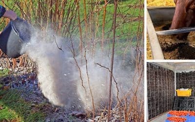 This Is Why You Should Have Charcoal Around Your Property