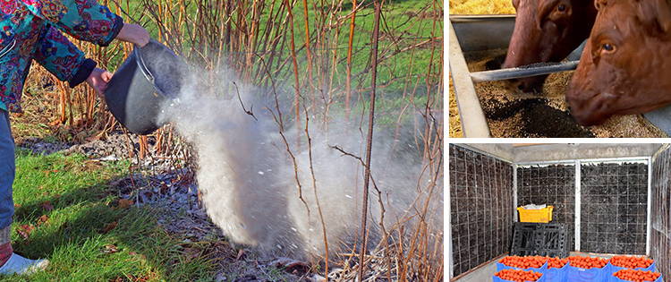This Is Why You Should Have Charcoal Around Your Property