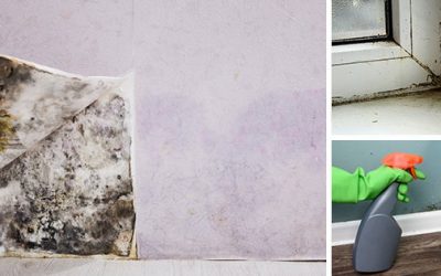 6 Simple Ways To Naturally Remove Mold