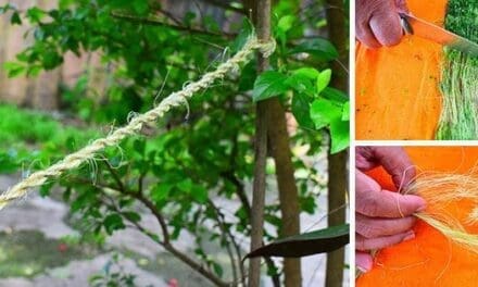 DIY Rope From Most Common Plants
