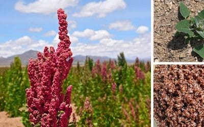 This Is Why You Should Grow Quinoa