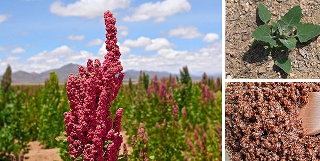 This Is Why You Should Grow Quinoa