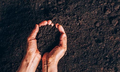 This Is Why You Should Grow Quinoa