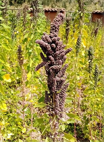 This Is Why You Should Grow Quinoa