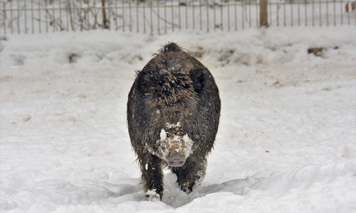 What To Do If You Find A Wild Boar On Your Property
